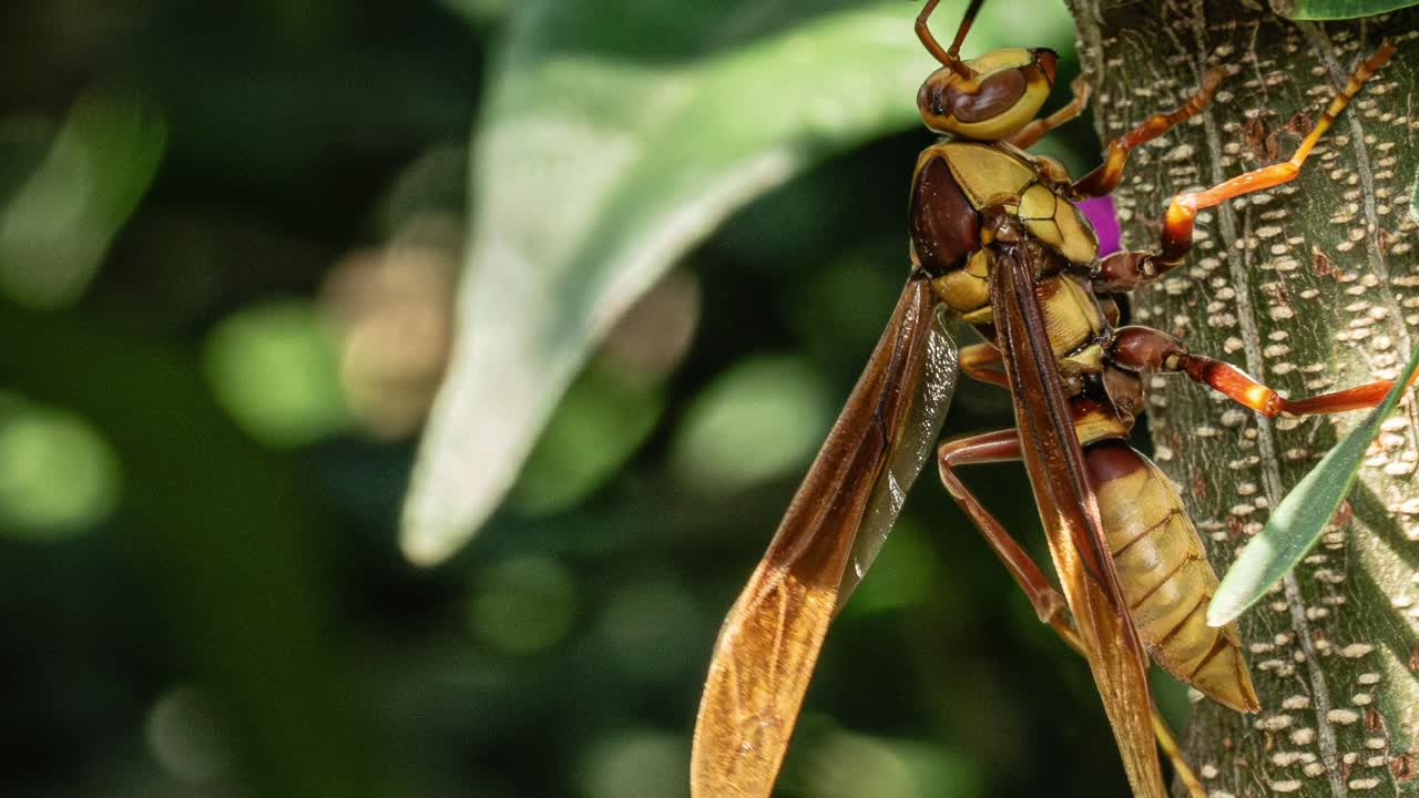 Yellow Paper Wasp Insect. Polistes Versicolor. Close-up Shot