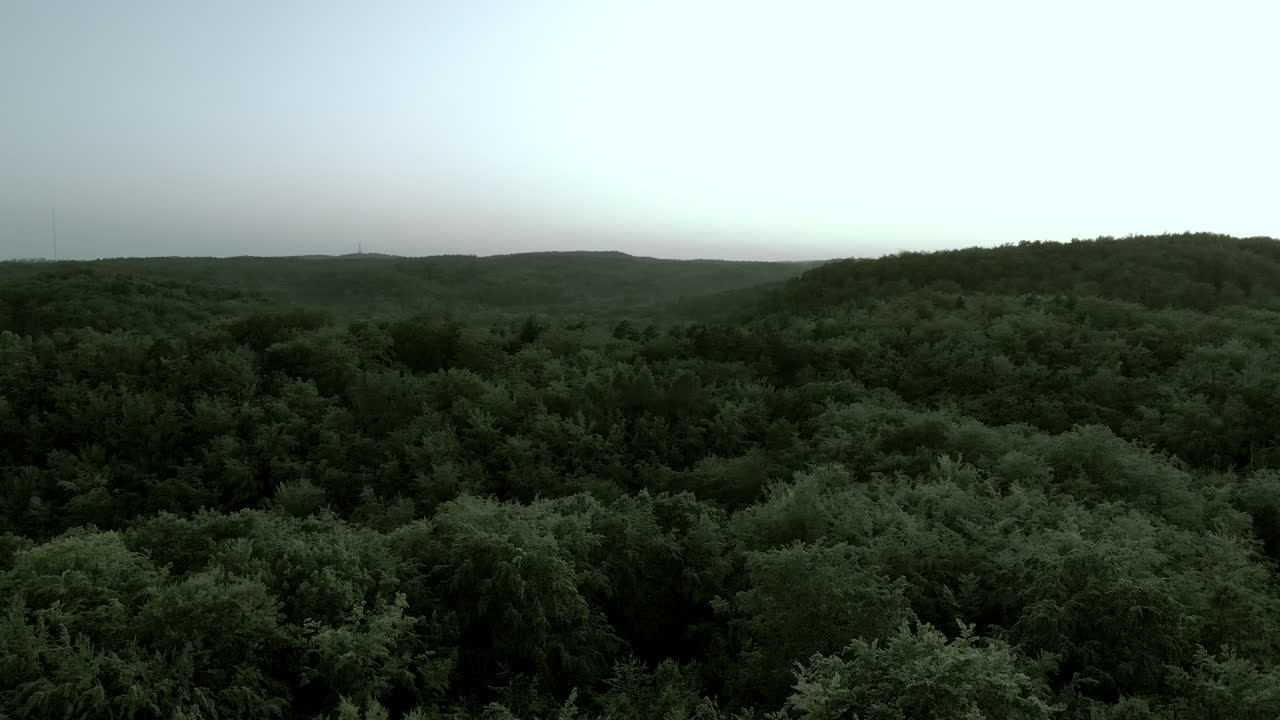 imágenes aéreas sobre el bosque durante la puesta de sol, el clima es brumoso, colores atenuados, hermoso cielo en el horizonte y copas de árboles verdes debajo, paisaje natural en la ciudad