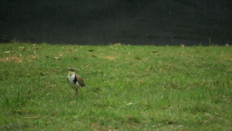 Masked-Lapwing-Bird-Hunting-For-Food-On-The-Grass