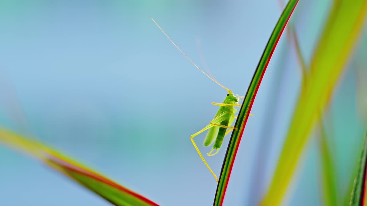 Macro still of katydid clinging to leaf, warm light contrasting cool window hues