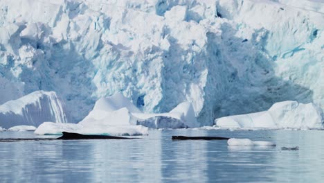 Humpback-Whale-Dorsal-Fin-in-Antarctica,-Marine-Wildlife-showing-Whales-Back-Surfacing-while-Swimming-in-Southern-Ocean-Sea-Water-with-Beautiful-Winter-Glacier-Landscape-Scenery-on-Antarctic-Peninsula