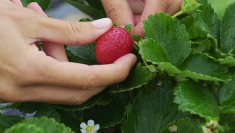 Frauenhände,-Die-Bio-Erdbeeren-Pflücken