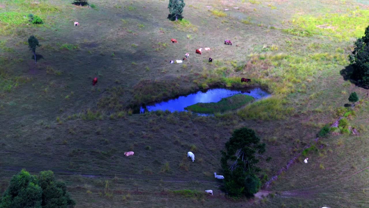 rebaño de animales pastando en los pastos con un pequeño lago en el norte de brisbane, qld australia