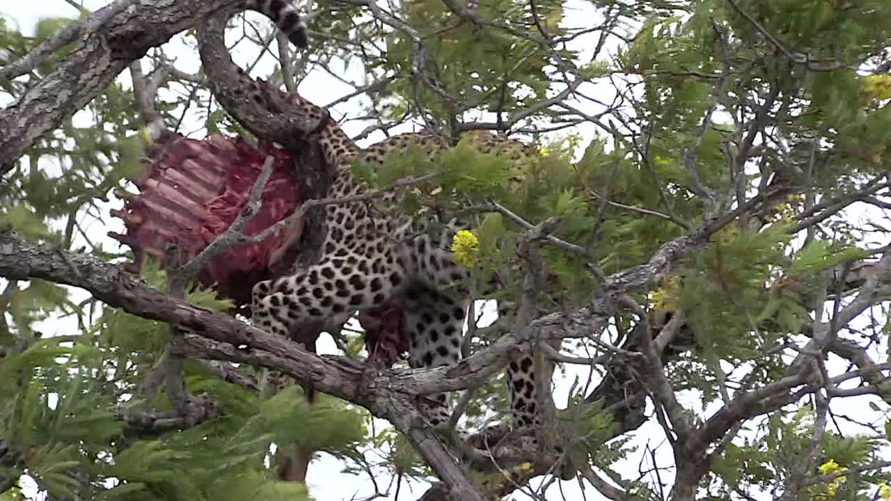 leopardo con muerte escondida en un árbol con fuertes vientos