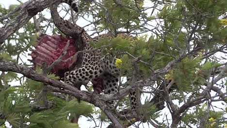 Leopardo-Con-Muerte-Escondida-En-Un-árbol-Con-Vientos-Fuertes