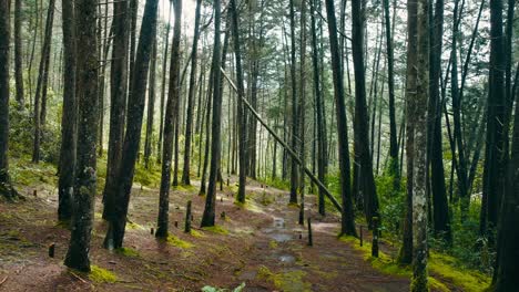 disparo estabilizado en un bosque de árboles finos y vegetación verde