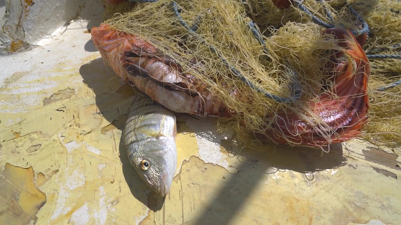 Cá mới đánh bắt trong lưới đánh cá trên boong thuyền