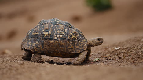close up of a tortoise walking slowly in gonarezhou national park, zimbabwe. telephoto shot capturing details of its shell and movement