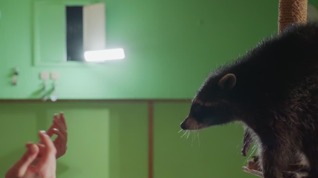 Una mujer pelirroja atrapa un mapache saltando en un estudio verde, abrazo y carantoña dinámicos, expresión de sorpresa, movimiento en el aire con detalle del pelaje, ambiente de rescate en interiores, manejo delicado y primer plano