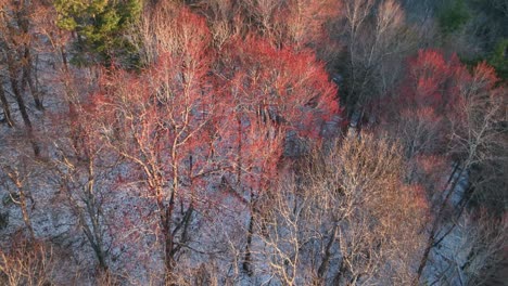 red maples, spring snow in appalachian mountains aerial in appalachia