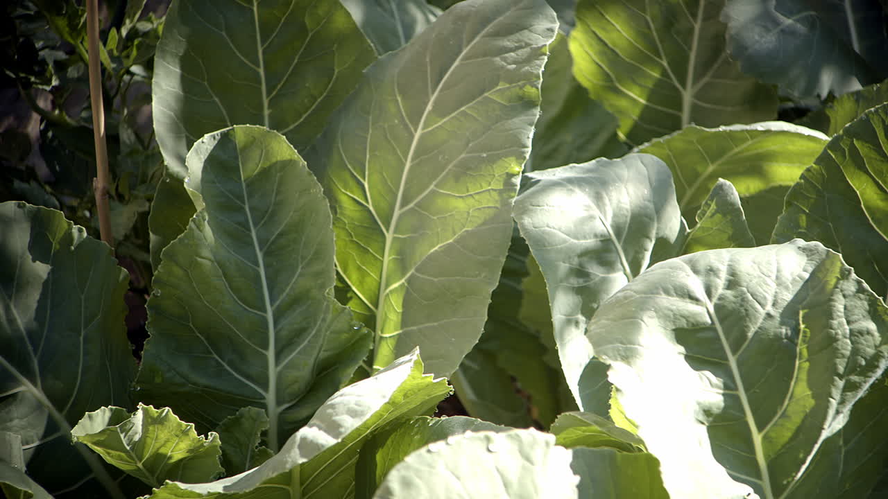 Panning across large green vegetable leaves in garden, close-up