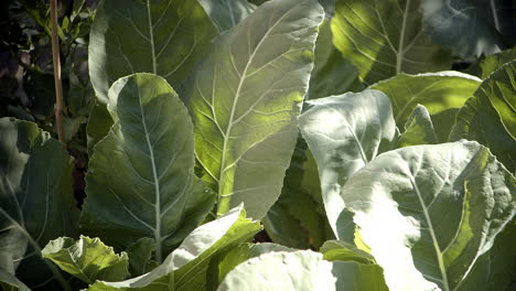 panning across large green vegetable leaves in garden, close-up