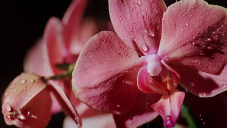 las gotas de lluvia caen sobre la flor de la orquídea