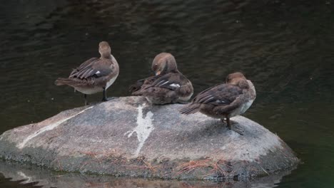 three ducks preen their feathers on a rock as a river flows beneath them