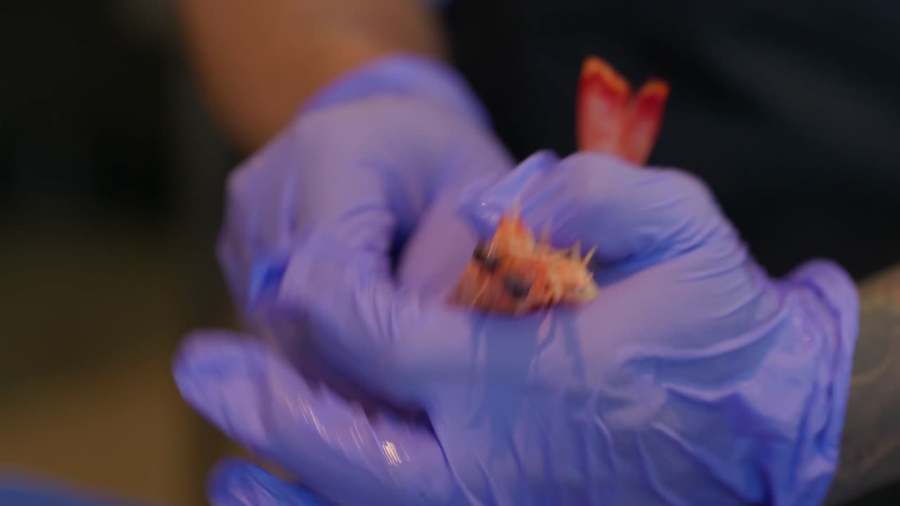 Close up, A chef wearing gloves, peels and deveins a large cooked prawn with already prepared ones laying on the chopping board