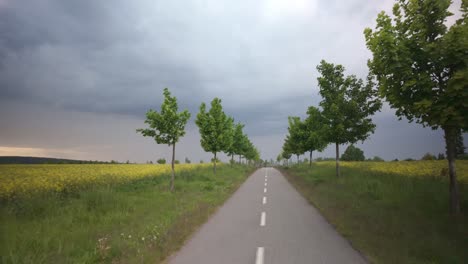 road with trees on the sides