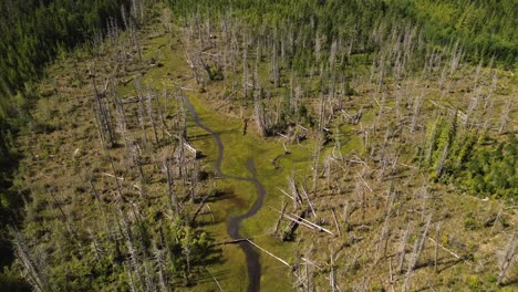 deforestation aerial drone shot over patch of land with dead trees and a stream on moresby island, british columbia, canada