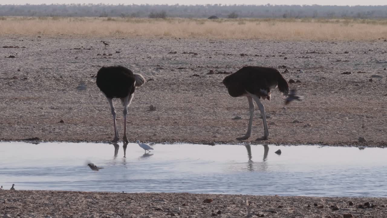 Two ostriches hanging out by a waterhole in Etosha National Park, winter sunset