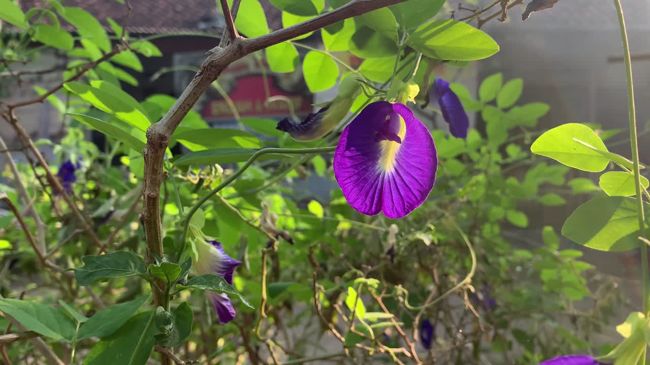 flor de guisante mariposa o flor de clitoria ternatea en el árbol con la luz del sol de la mañana