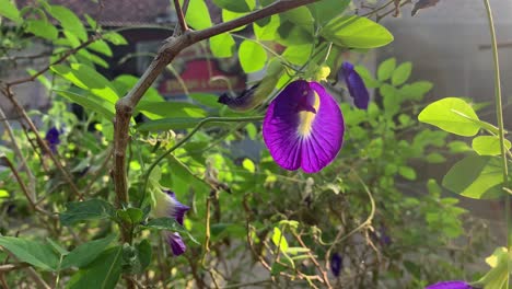 butterfly pea flower or clitoria ternatea flower on the tree with morning sun light