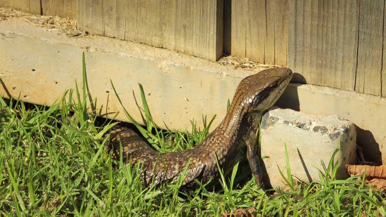 lagarto de lengua azul descansando en la valla de piedra en el jardín
