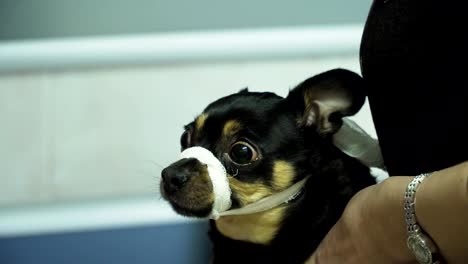 veterinarian ophthalmologist examining eyes of dog