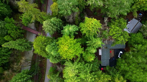 vista de arriba de una arquitectura rodeada de árboles altos y densos