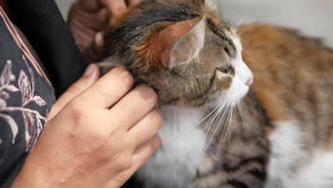 a person petting a cat