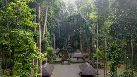 templo sangeh en medio de la jungla, vuelo cinematográfico aéreo hacia adelante durante el sol