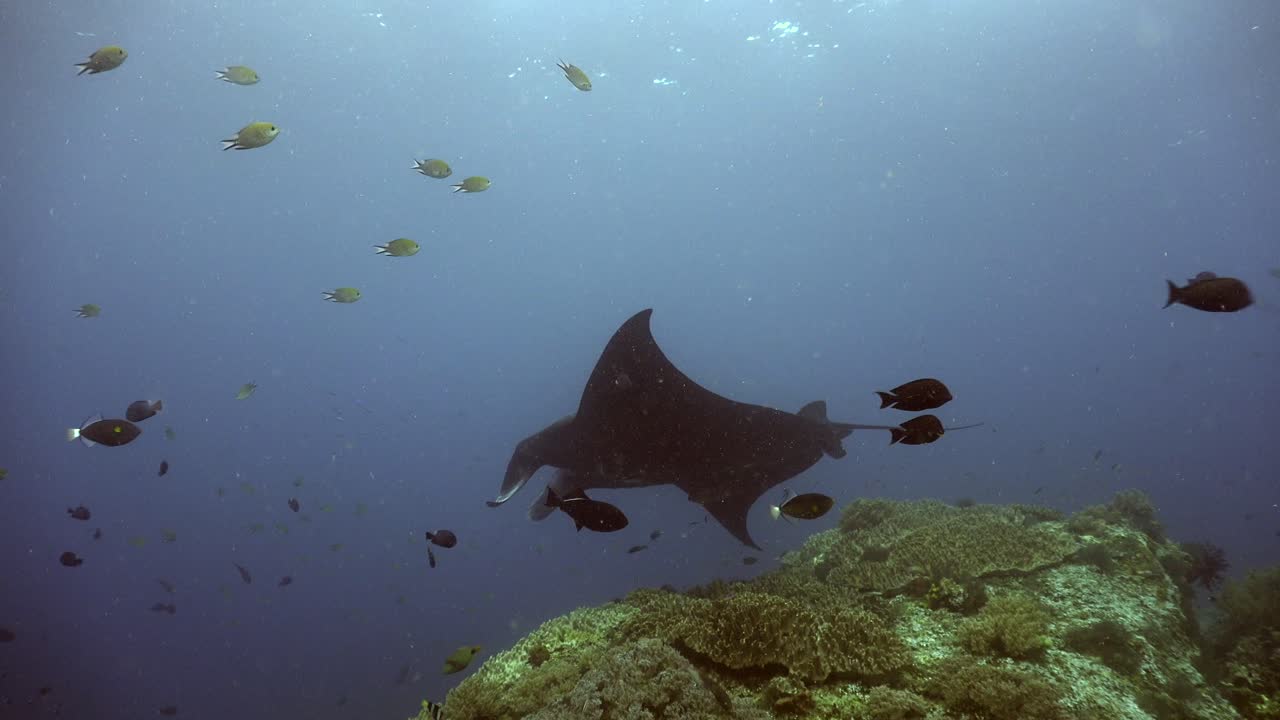 mantarraya negra volteando sobre arrecifes de coral tropicales