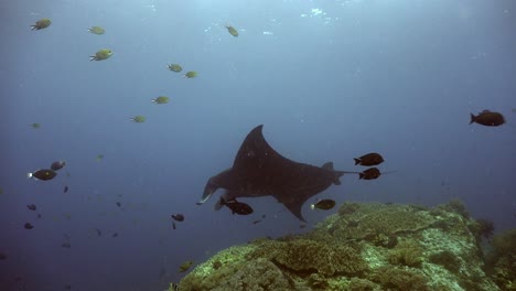 black manta ray turning over tropical coral reef