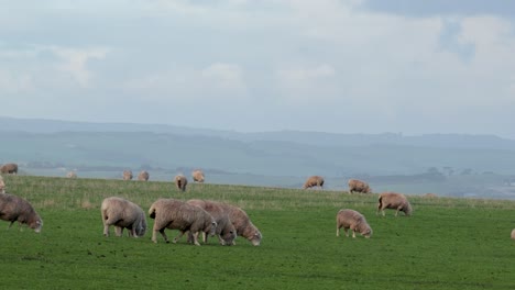 sheep herd grazing peacefully in open field