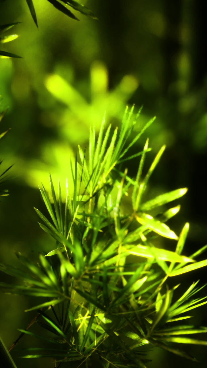 Lush green foliage dances in soft sunlight filtering through the trees