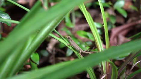 Tiger-chameleon-on-pineapple-leaf-inside-the-national-park,-a-rare-animal-to-the-island,-on-Mahe-island,-Seychelles