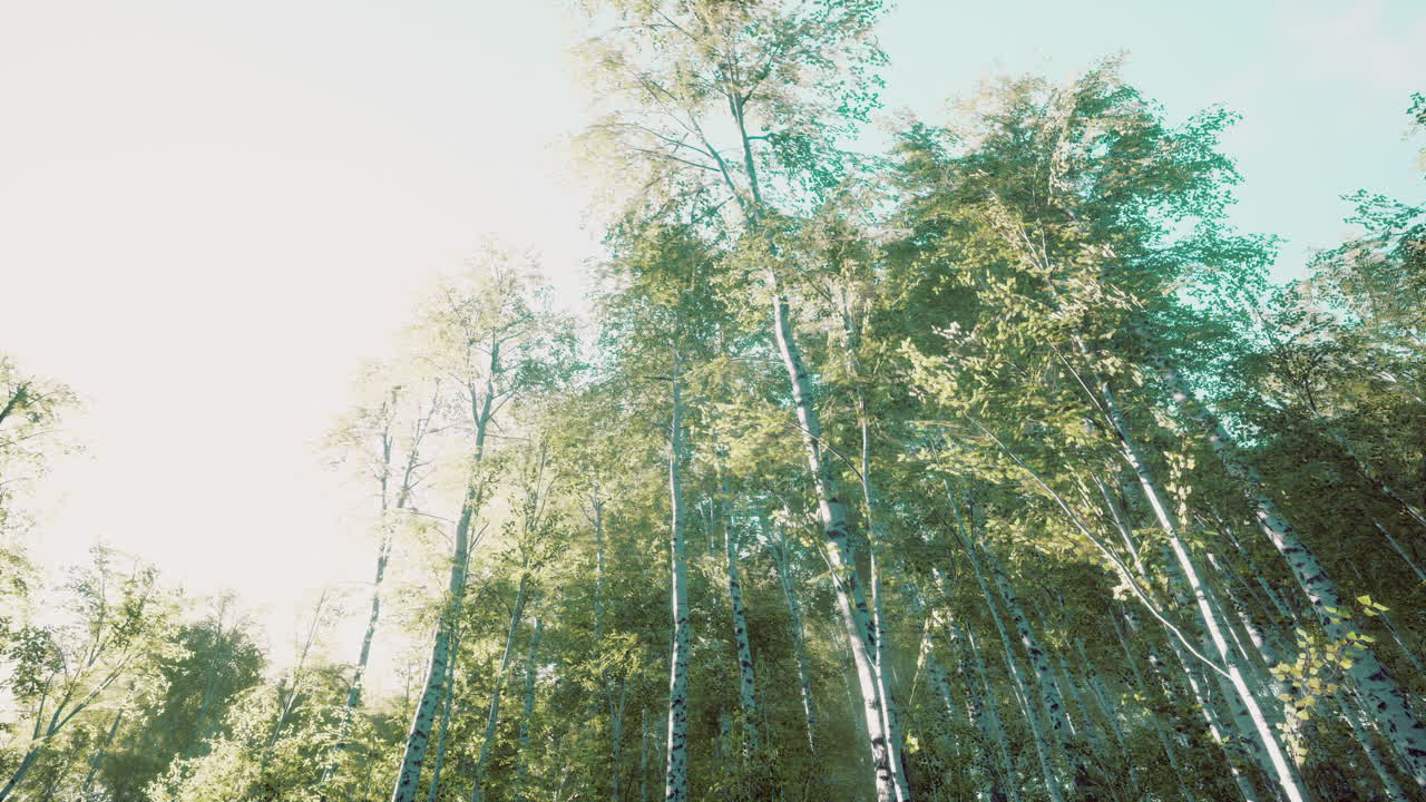 늦여름 에 밝은  ⁇ 빛 에 있는 버크 나무 들