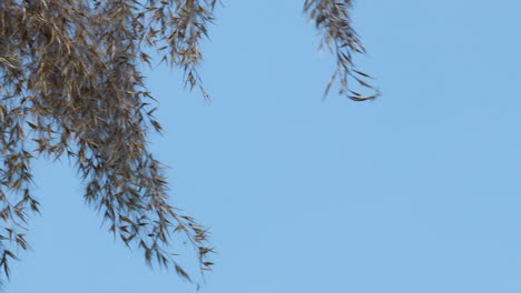 a close-up of tree branches with seeds hanging against a clear blue sky