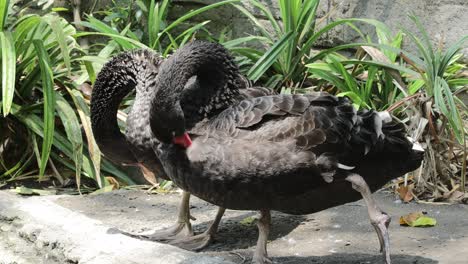 black swan preening by the pond in lush natural habitat