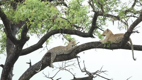 plano general de dos leopardos acostados en una rama, mayor kruger