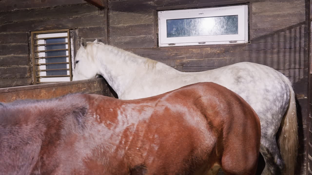 Gentle horse with chestnut nearby in stable. Serene scene of horse and chestnut against wooden wall. Calm depiction of horse and chestnut situated side by side in rustic stable setting