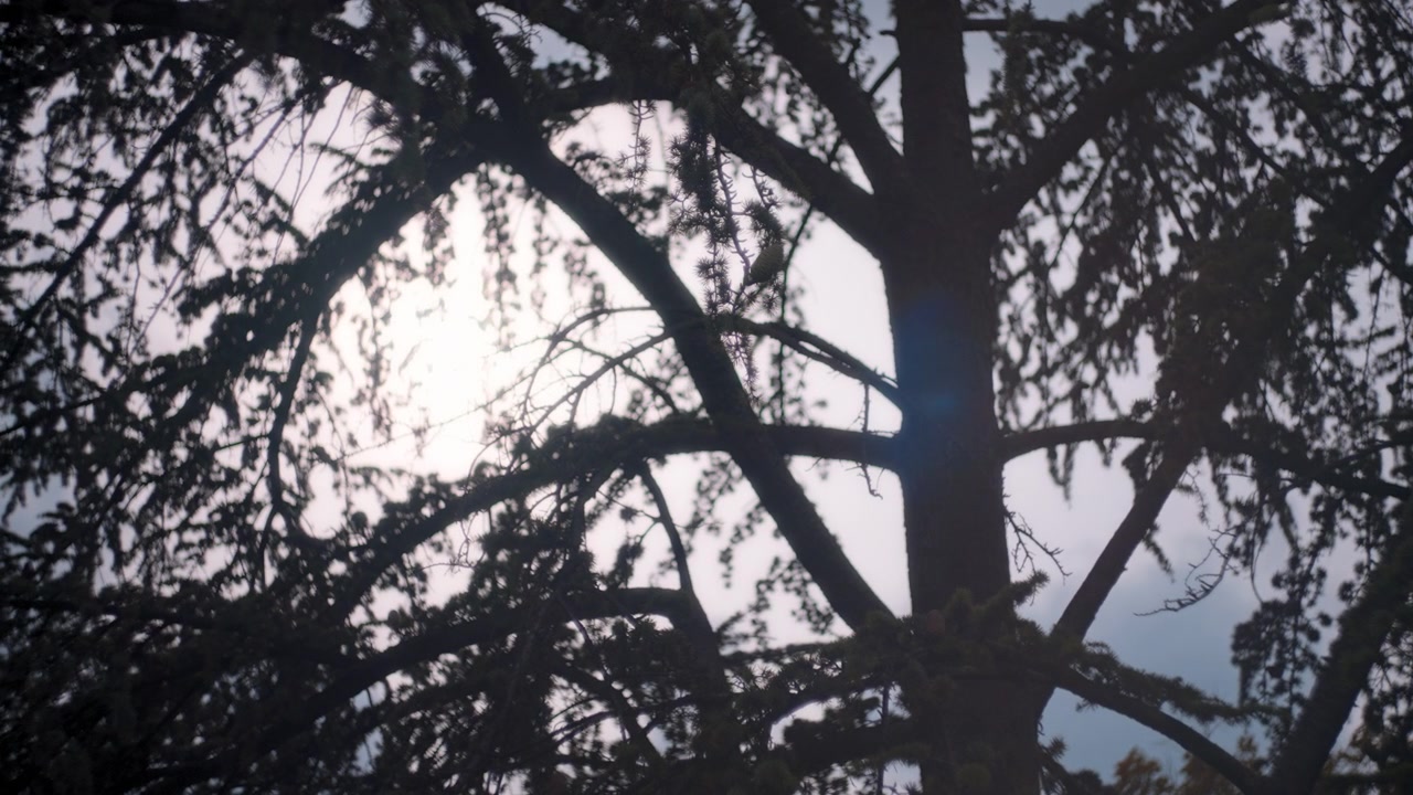 Sun shining though tree branches