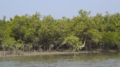 mangrove tree forests in islands of sunderbans tiger reserve in 24 parganas of west bengal india