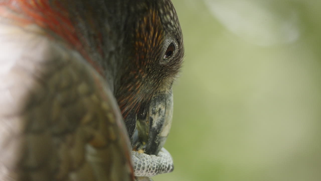 close up de un loro kaka comiendo comida