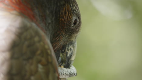 Close-Up-Of-A-Kaka-Parrot-Eating-Food