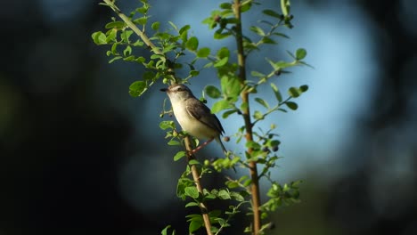 Pequeño-Pájaro-De-Hierba-En-El-área-Del-Estanque