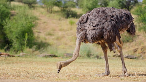 ostrich in a grassy plain