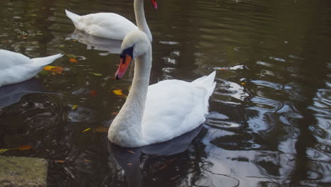 Hermoso-Cisne-Mudo-Flotando-En-La-Superficie-Del-Agua