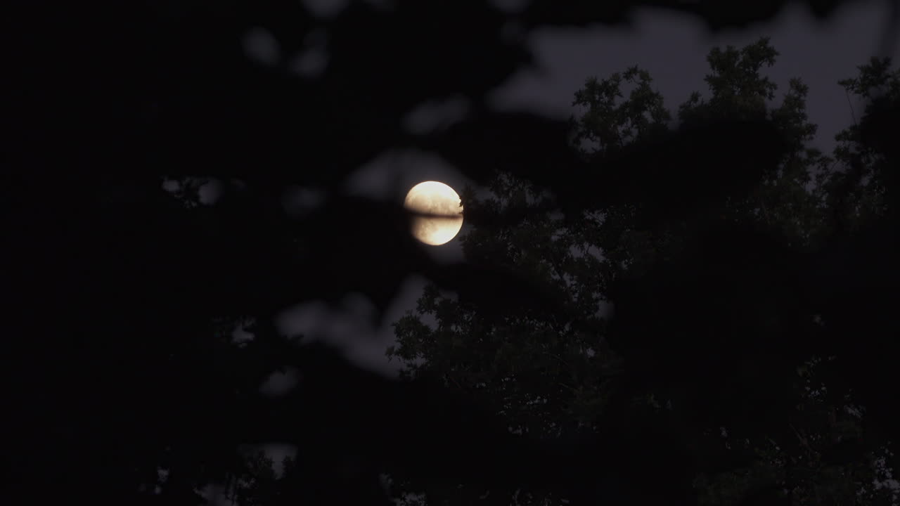Full moon peaking through the trees at night