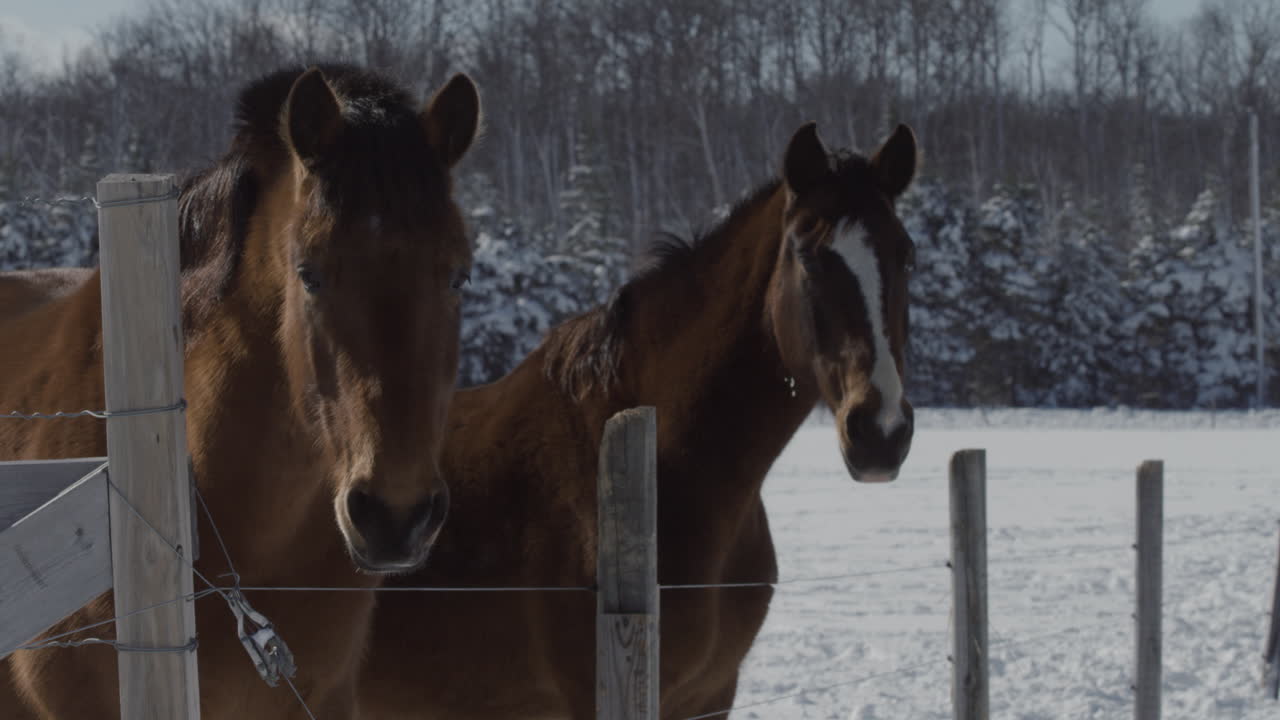 Two horses interact by a fence on a beautiful winter day.