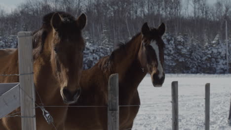 two horses interact by a fence on a beautiful winter day.