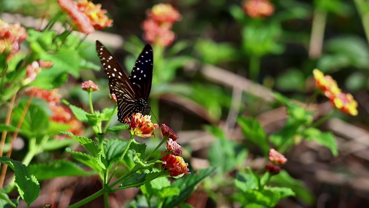 Autentico video ravvicinato al rallentatore che cattura la farfalla corvo blu striata (Euploea mulciber) mentre raccoglie nettare da fiori di lantana in fiore durante una tranquilla mattina d'estate in Himachal Pradesh, India.